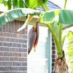 3 loại cây nên tránh trồng trước nhà năm Bính Ngọ