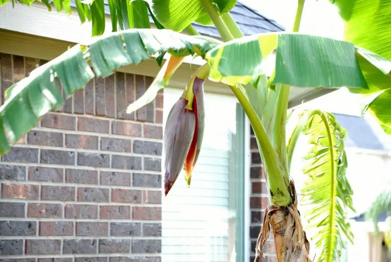 3 loại cây nên tránh trồng trước nhà năm Bính Ngọ